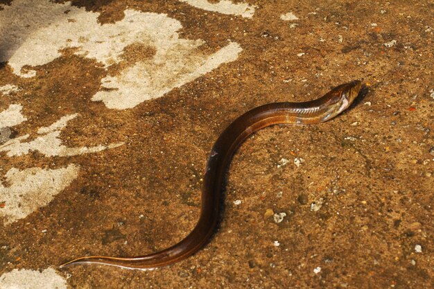 Photo un serpent avec une longue queue est au sol