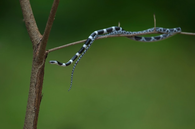 Serpent loup bride commune sur l&#39;arbre dans la nature