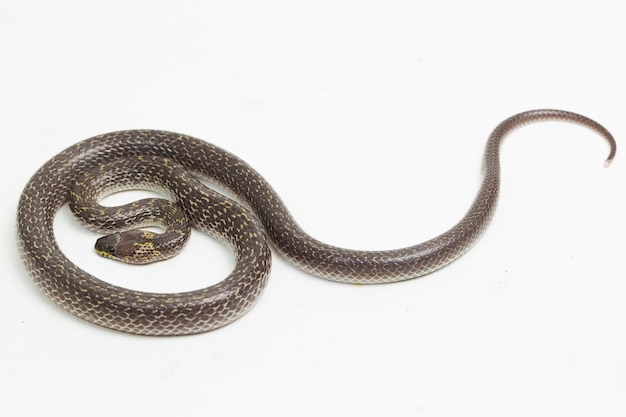 Serpent-loup oriental Lycodon capucinus isolé sur fond blanc