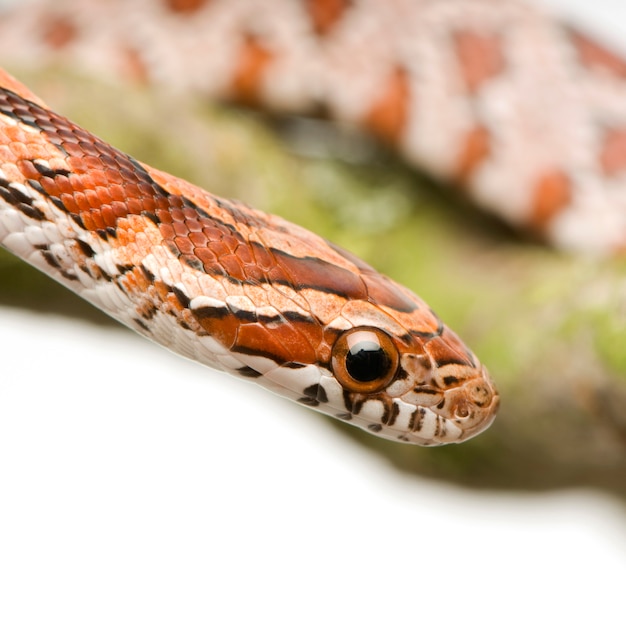 Serpent de maïs sur blanc