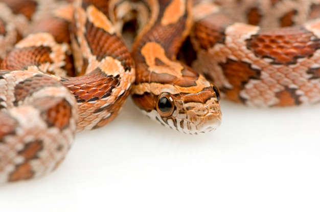 Serpent de maïs sur blanc