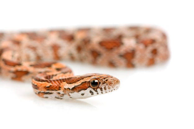 Serpent de maïs sur blanc