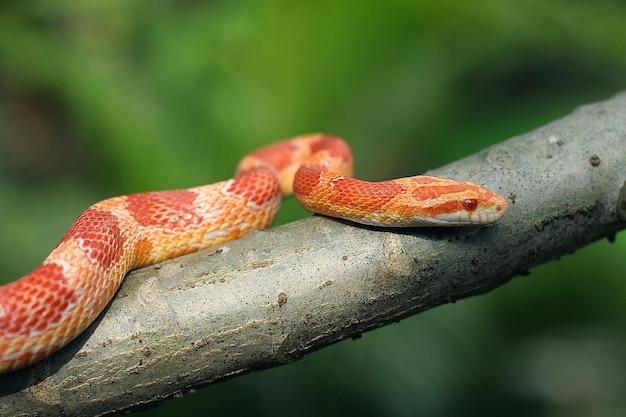 Le serpent de maïs est une espèce nord-américaine de couleuvre obscure qui soumet sa petite proie par constriction