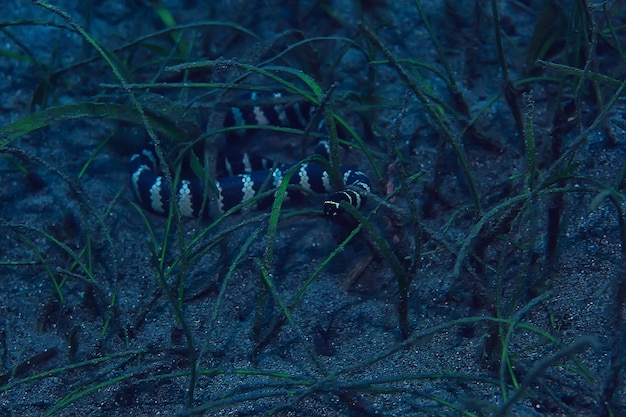 serpent de mer sous-marin / scène sous-marine de reptiles, aspic venimeux dangereux