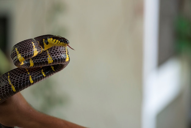 Serpent noir et jaune à la main