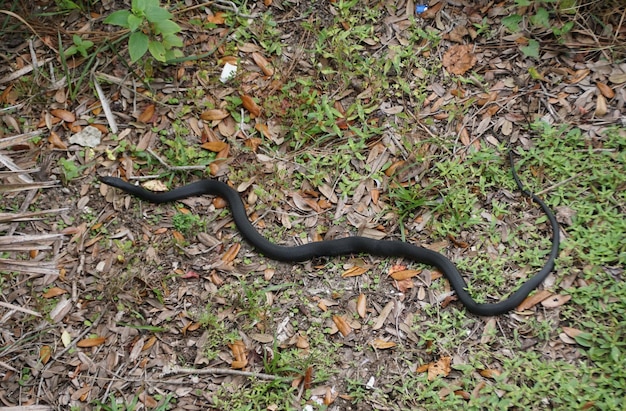 Un serpent noir rampant sur le sol