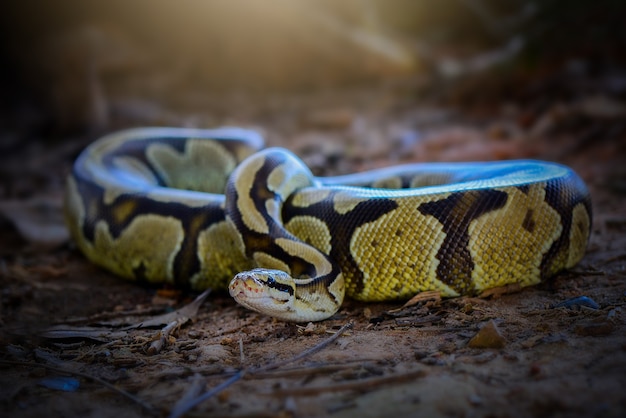 Serpent Phyton dans la forêt tropicale