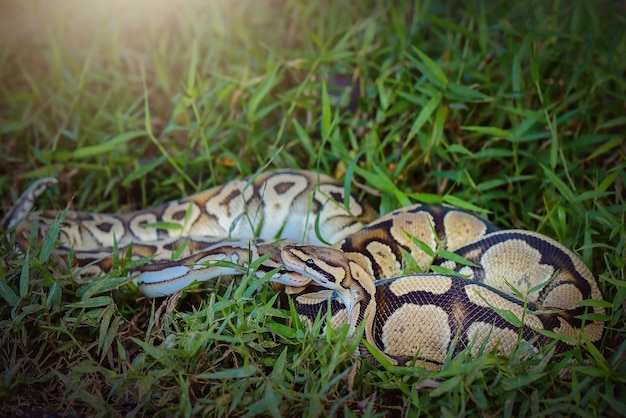 Serpent Phyton dans la forêt tropicale