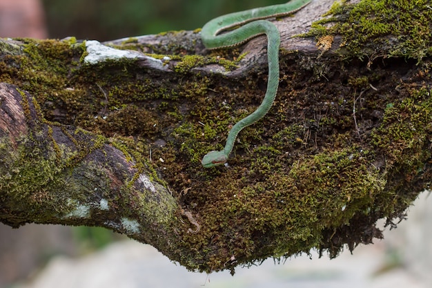 Serpent de Pitviper vert du pape