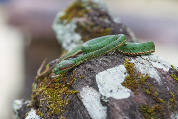 Serpent de Pitviper vert du pape