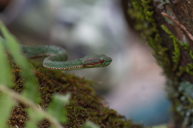 Serpent de Pitviper vert du pape