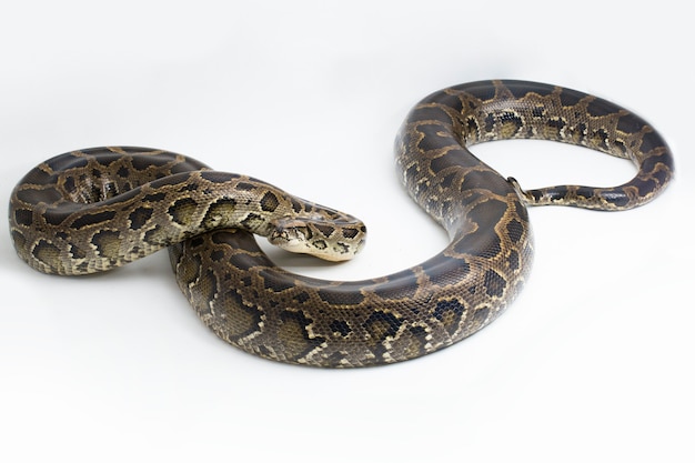 Serpent Python birman Python molurus bivittatus isolé sur fond blanc