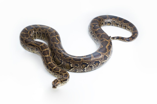 Serpent Python birman Python molurus bivittatus isolé sur fond blanc