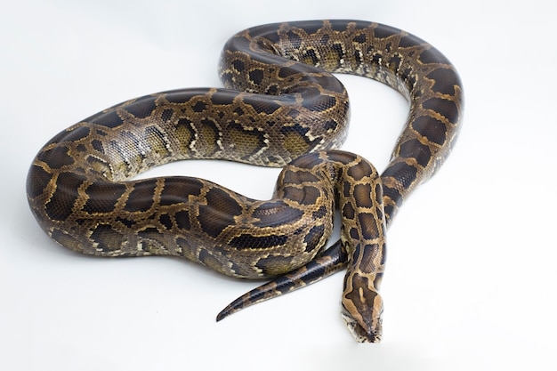 Serpent Python birman Python molurus bivittatus isolé sur fond blanc