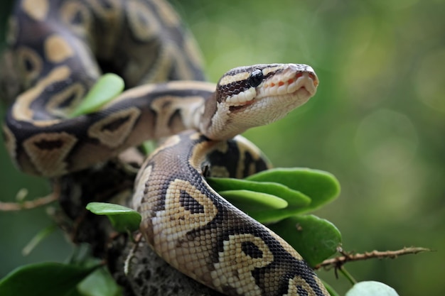 Serpent python boule gros plan sur une branche, python regius