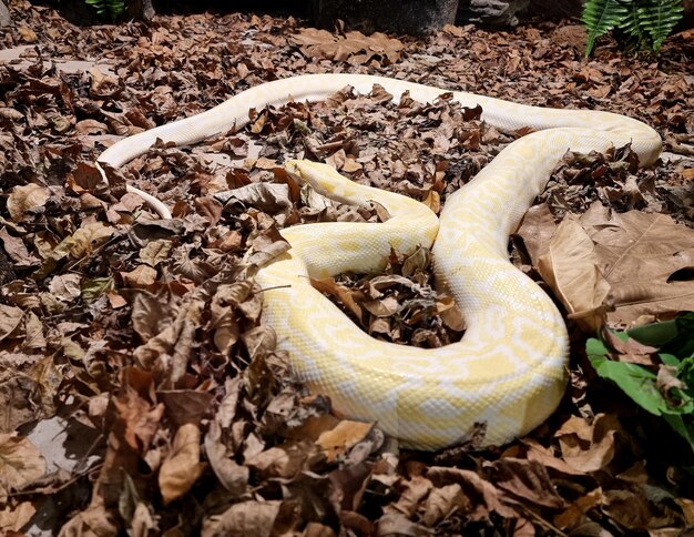 Serpent python python réticulé albinos jaune allongé sur le sol à la ferme aux serpents