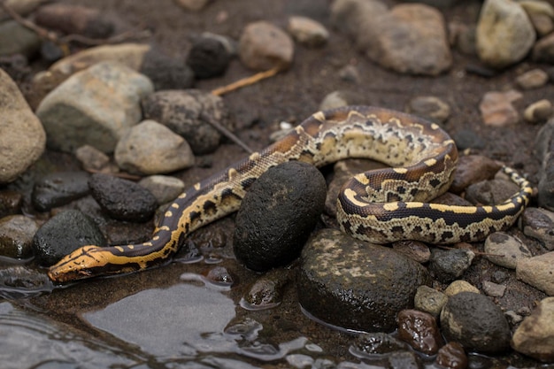 Serpent python sanguin à queue courte de Bornéo Python curtus breitensteini à l'état sauvage