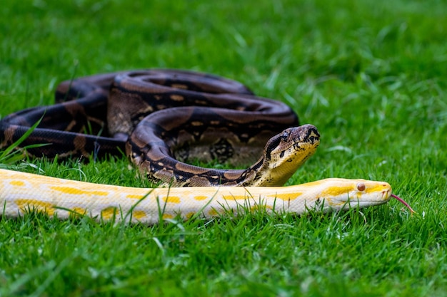 Photo un serpent à queue jaune est allongé sur l'herbe.