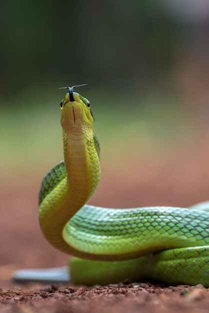 Le serpent rat arboricole en position défensive