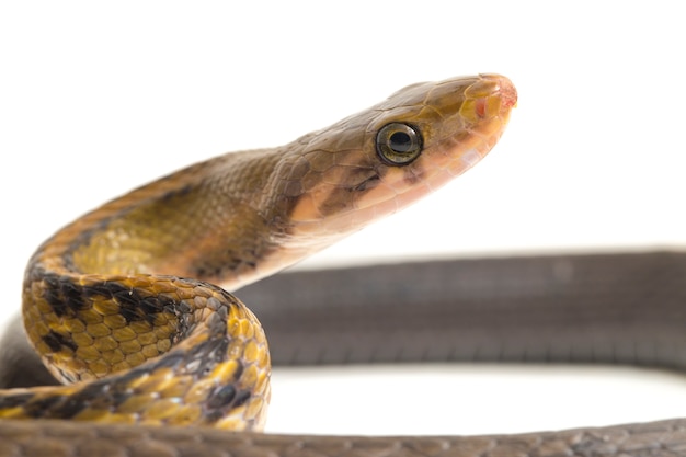 Serpent de rat de cuivre noir sur fond blanc