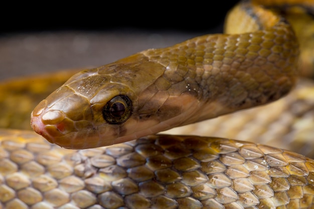 Serpent de rat en cuivre noir sur fond noir