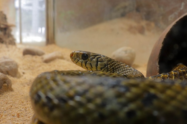 Un serpent rat dans une cage du zoo