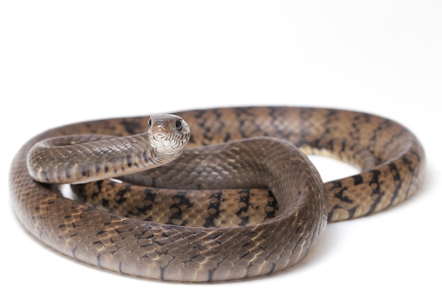 Photo serpent de rat indien oriental muqueuse ptyas isolé sur blanc.