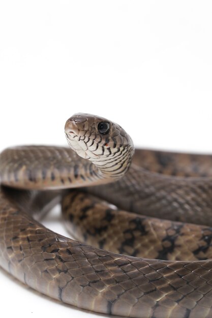 Photo serpent de rat indien oriental muqueuse ptyas isolé sur blanc.