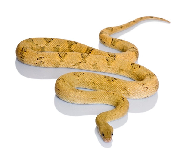 Photo serpent rat trans-pecos, bogertophis subocularis, glissant