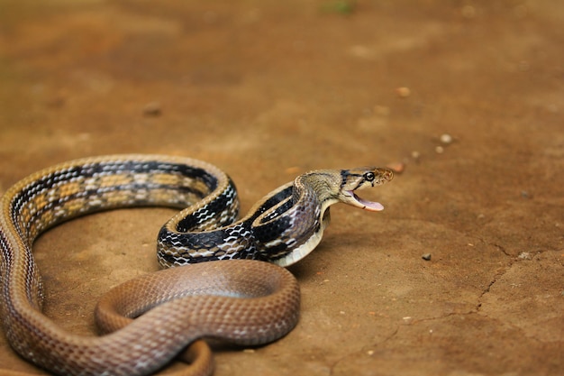 Serpent ratier à tête cuivrée ou serpent bibelot à tête cuivrée est un serpent non venimeux