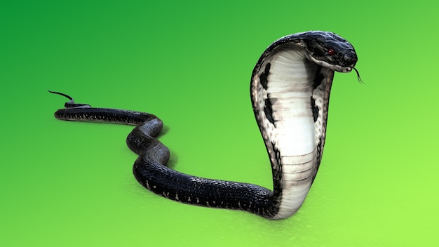 Serpent royal de cobra 3D le plus long serpent venimeux du monde