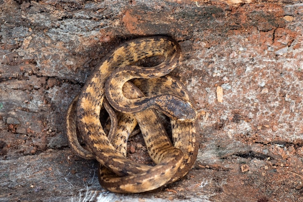 serpent se cachant dans les trous de l'arbre