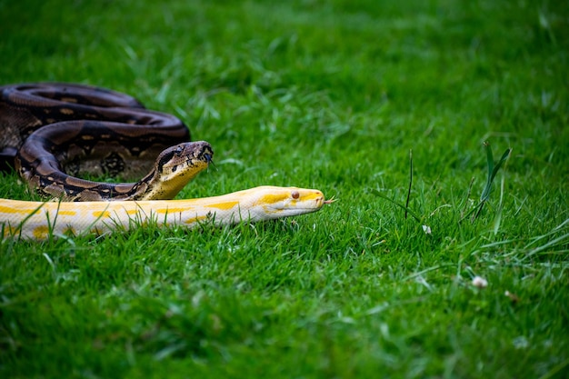 Un serpent et un serpent sont poursuivis par un serpent