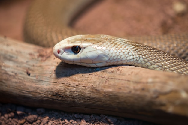 Serpent Taipan