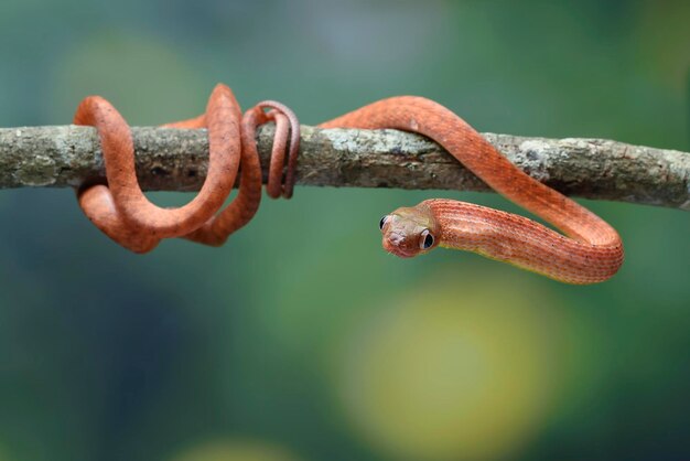 Un serpent à tête rouge est suspendu à une branche