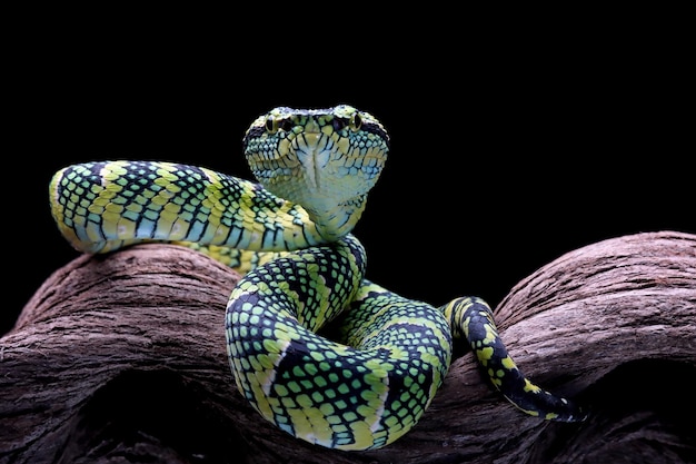 Serpent Tropidolaemus wagleri gros plan sur une branche