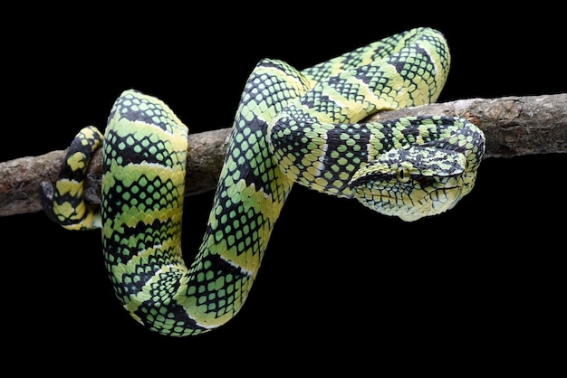 Un serpent vert sur une branche avec un fond noir