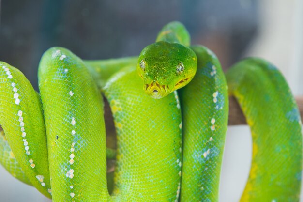 Photo serpent vert sur une branche