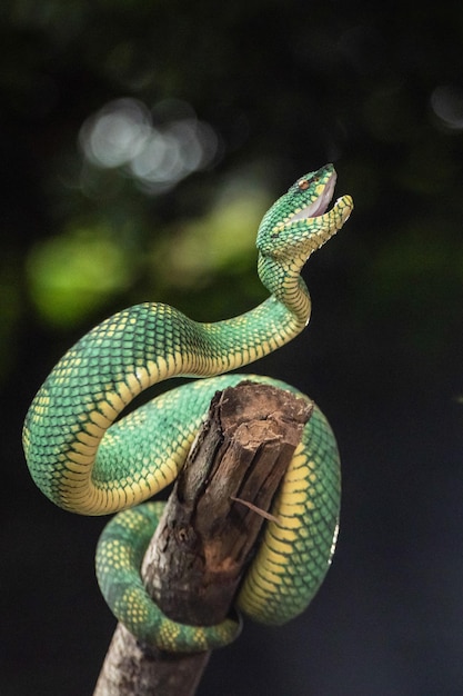 Un serpent vert sur une branche