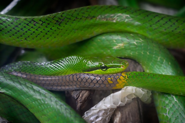 Un serpent vert est recroquevillé et a une tache jaune sur sa queue.