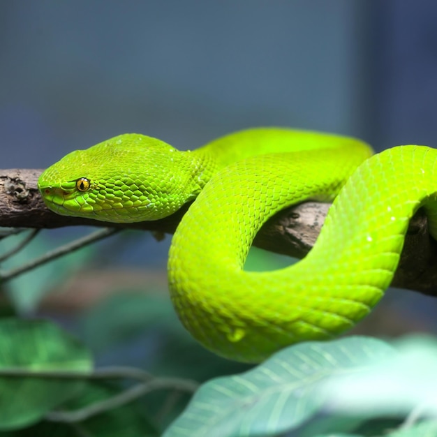 Serpent vert grimpant dans un arbre