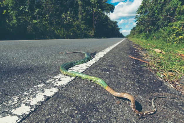 Photo le serpent vert mort sur la route dans le parc national de khao yai, thaïlande