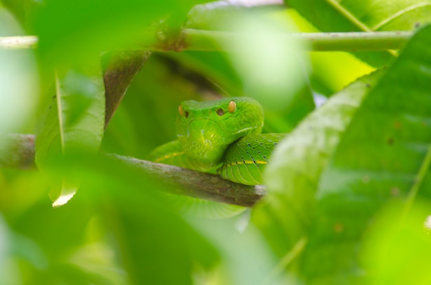 Photo serpent vert