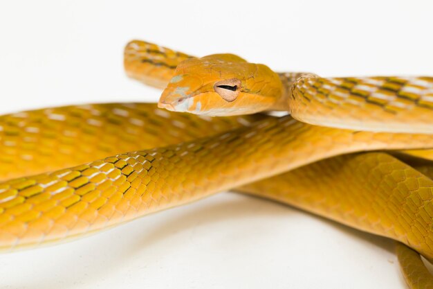 Serpent de vigne asiatique jaune hypo Ahaetulla prasina isolé sur fond blanc