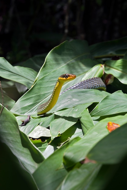 Serpent de vigne, ou Cobra Cipo, sur feuillage vert