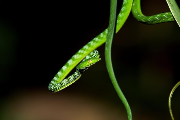 Le serpent de vigne vert sri-lankais et le serpent fouet à long nez sont un serpent vert mince venimeux