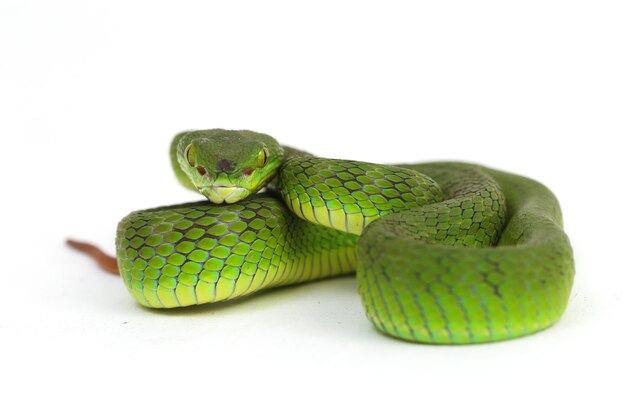 Serpent Viper vert à lèvres blanches isolé sur fond blanc