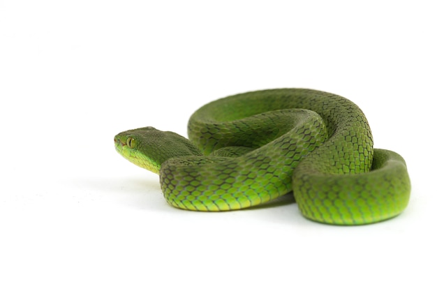 Serpent Viper vert à lèvres blanches isolé sur fond blanc