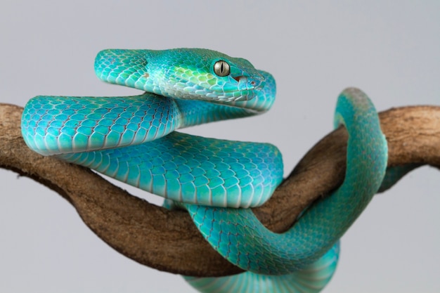Serpent vipère bleu sur branche sur blanc