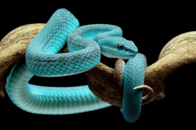 Serpent vipère bleu sur une branche à fond noir (Trimeresurus insularis )